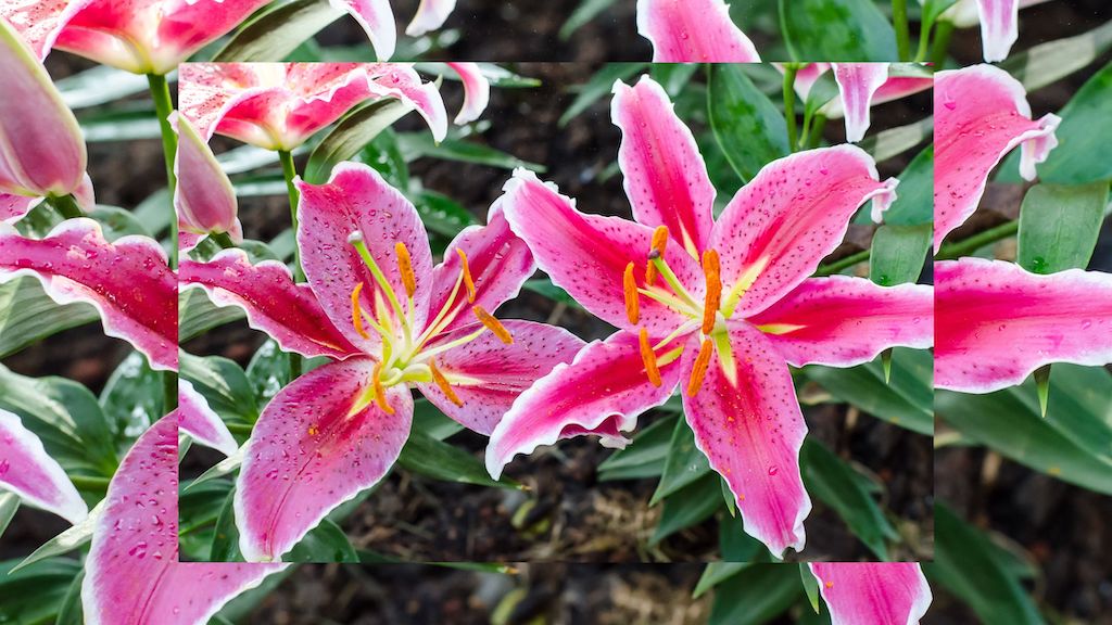 Lily Stargazer