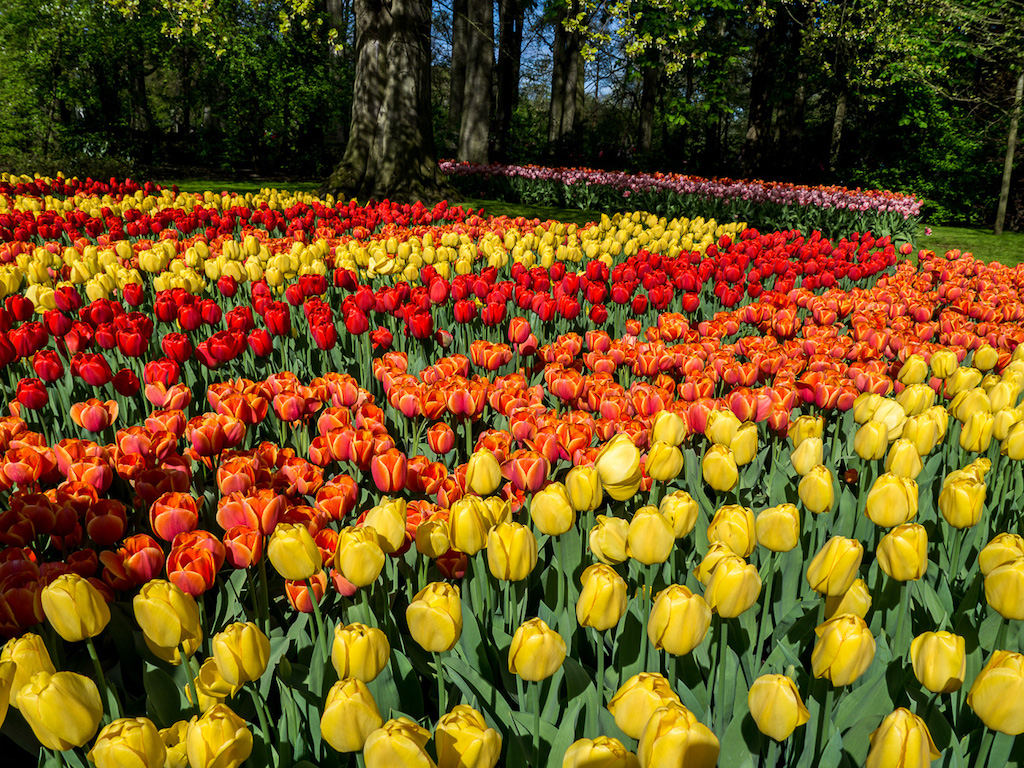 tulip fields