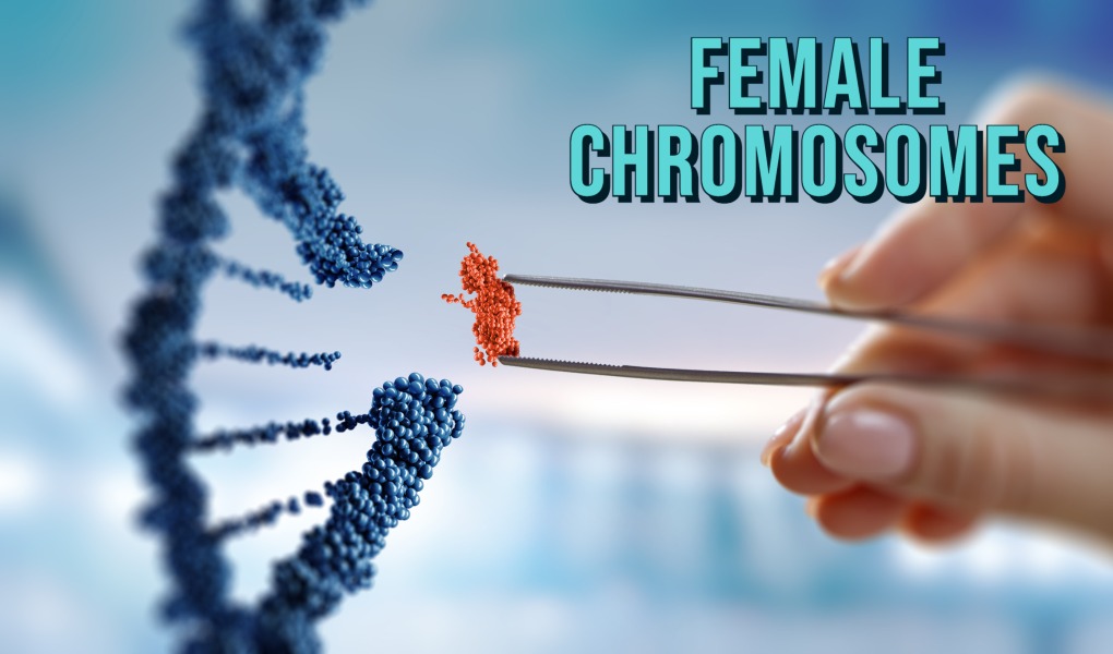 female chromosomes