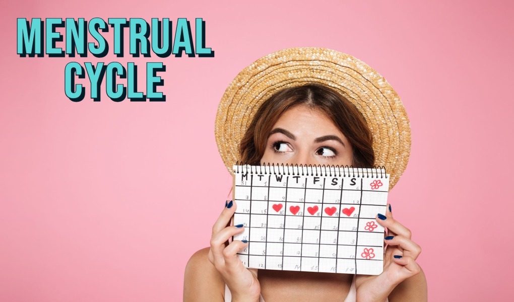 menstrual cycle